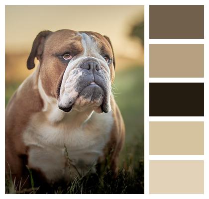 Bulldog English Bulldog Dog Image